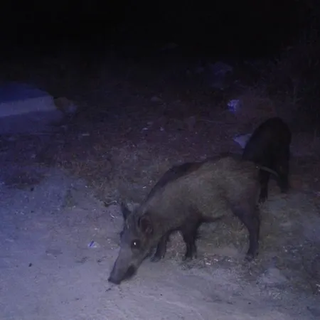 Zeus Apart Aparthotel