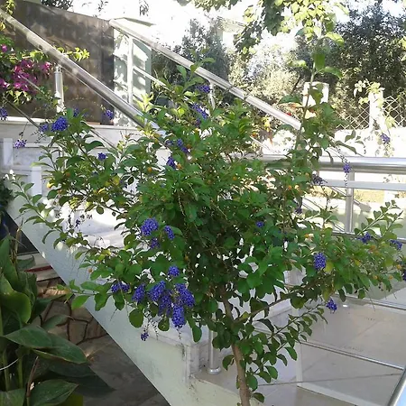 Zeus Apart Guzelcamlı