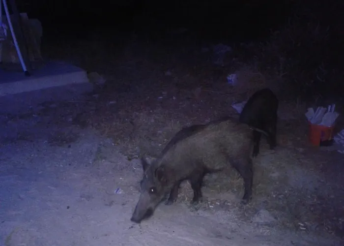 Zeus Apart מלון דירות